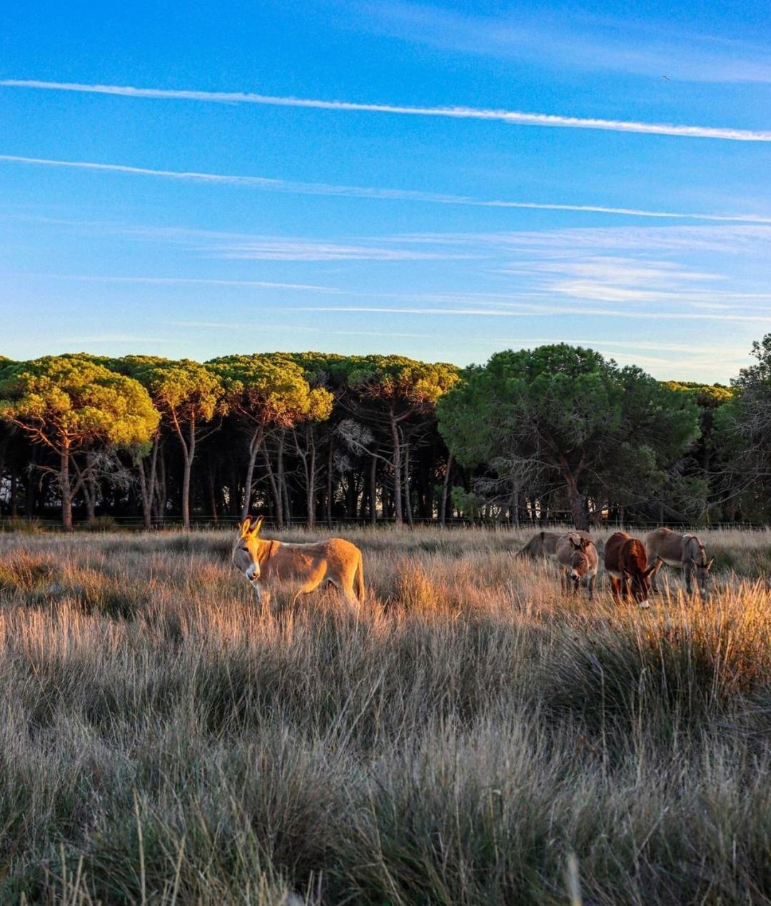 Appartement Vue D'Or Les Pieds Dans L'Eau La Londe-les-Maures Luaran gambar